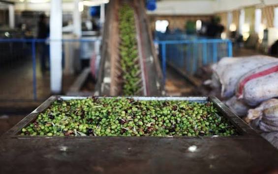 الزراعة : استفسارات زيت الزيتون