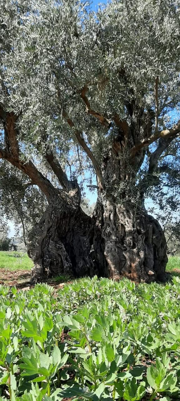 شجرة المهراس