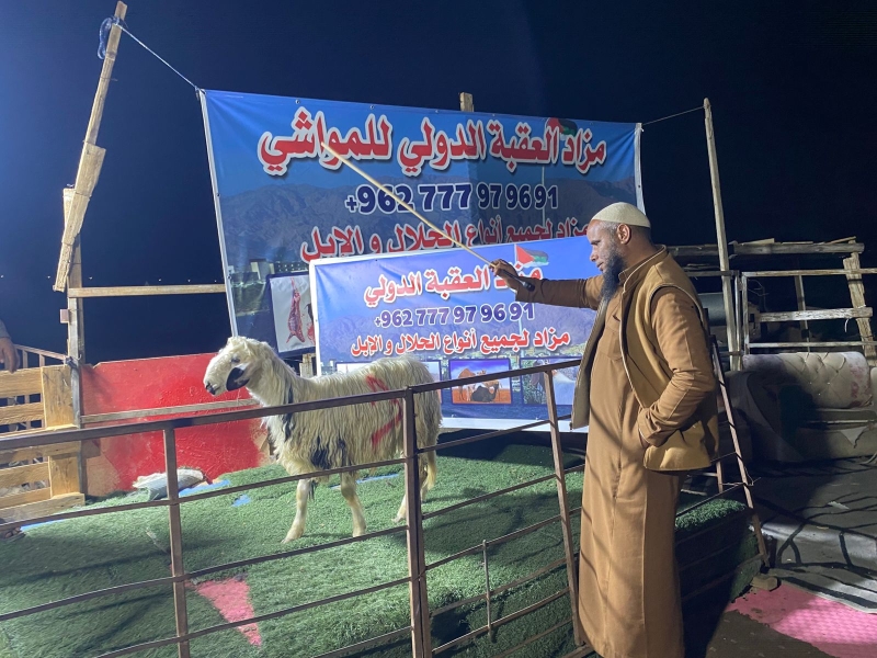 بدء العمل في مزاد العقبة الدولي للمواشي