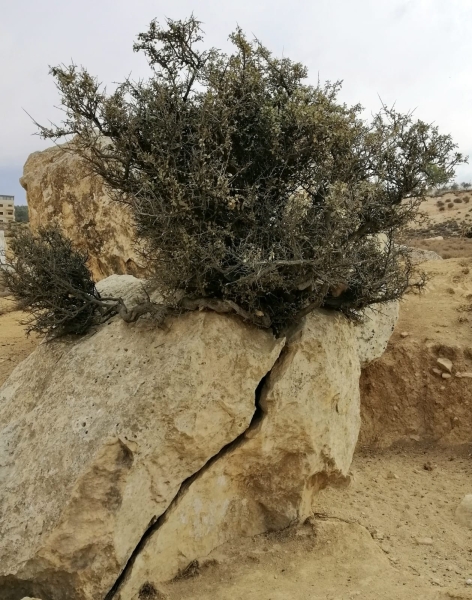 لفهم التوازن البيئي