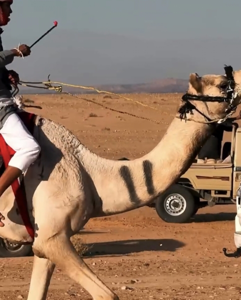 انطلاق سباق الهجن في وادي عربة 
