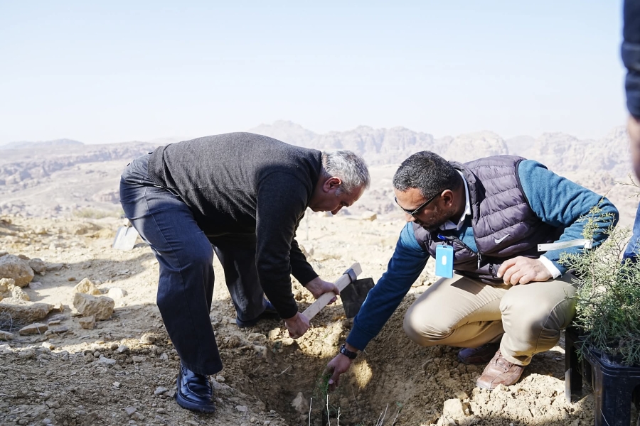 البتراء تزرع الـ عرعر