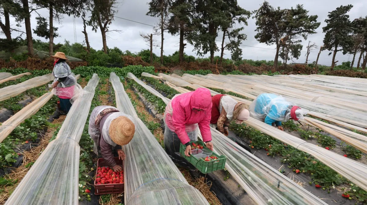 ازمة عالمية تهدد الامن الغذائي ونقص حاد في الامدادات الزراعية
