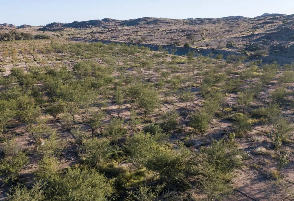 السعودية الخضراء تجسد التحول نحو التنمية المستدامة