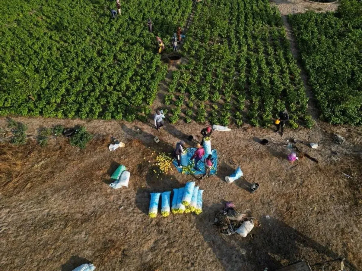 حرب ايران تهدد الامن الغذائي العالمي وارتفاع اسعار الاسمدة