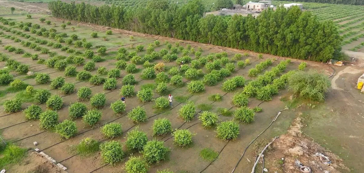 صندوق التنمية الزراعية يضخ 1.7 مليار دولار لدعم الامن الغذائي