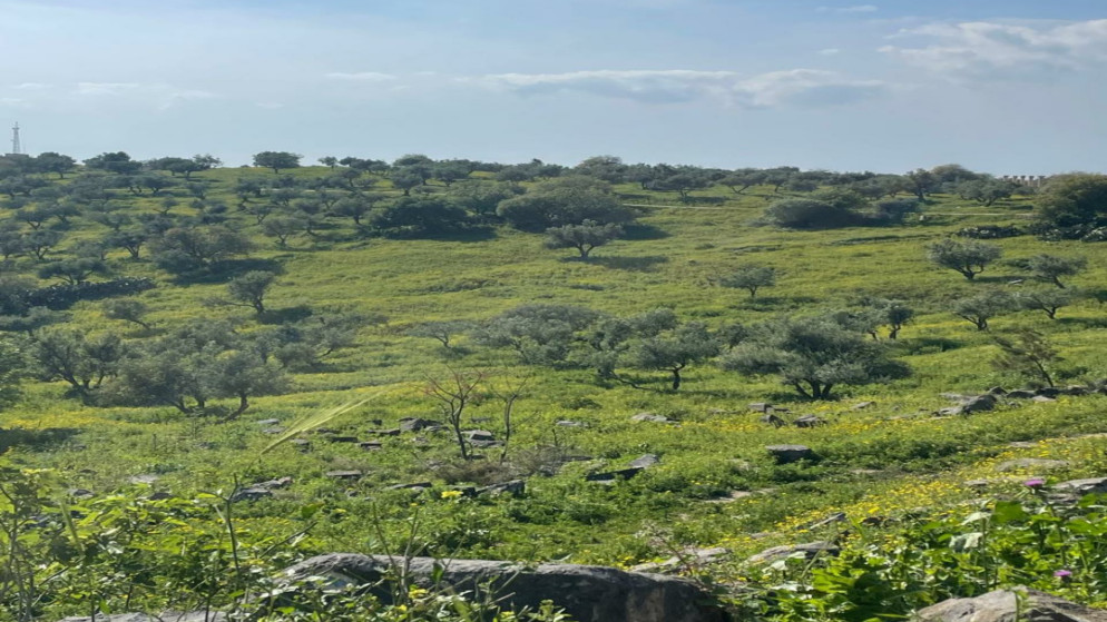الاشجار المعمرة تعزز خصوبة التربة والاستدامة البيئية في عجلون