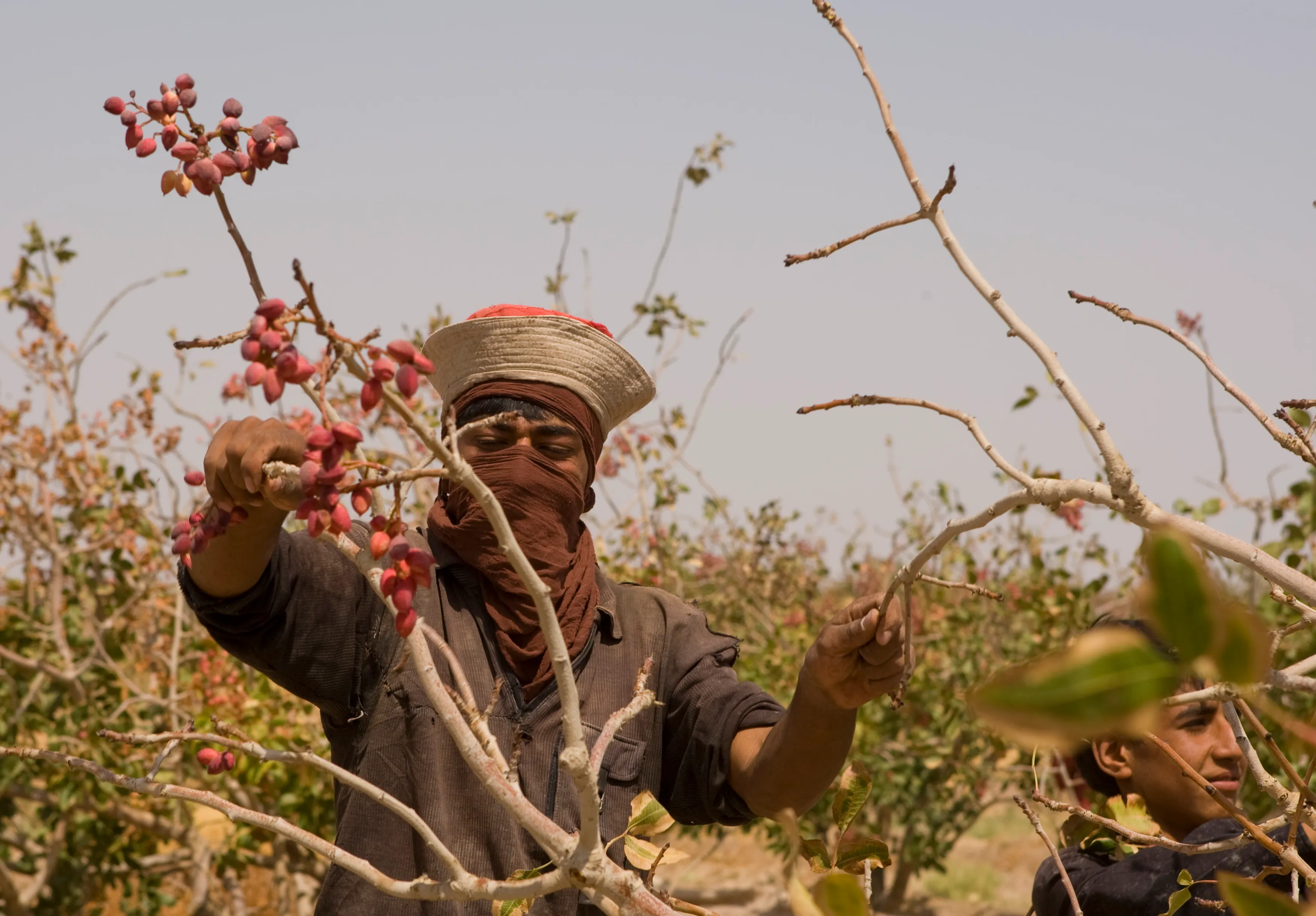 الحرب ترفع اسعار الفستق الى اعلى مستوياتها