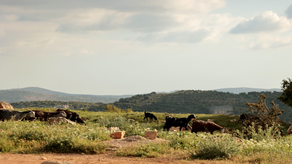 طقس مشمس وارتفاع تدريجي في درجات الحرارة