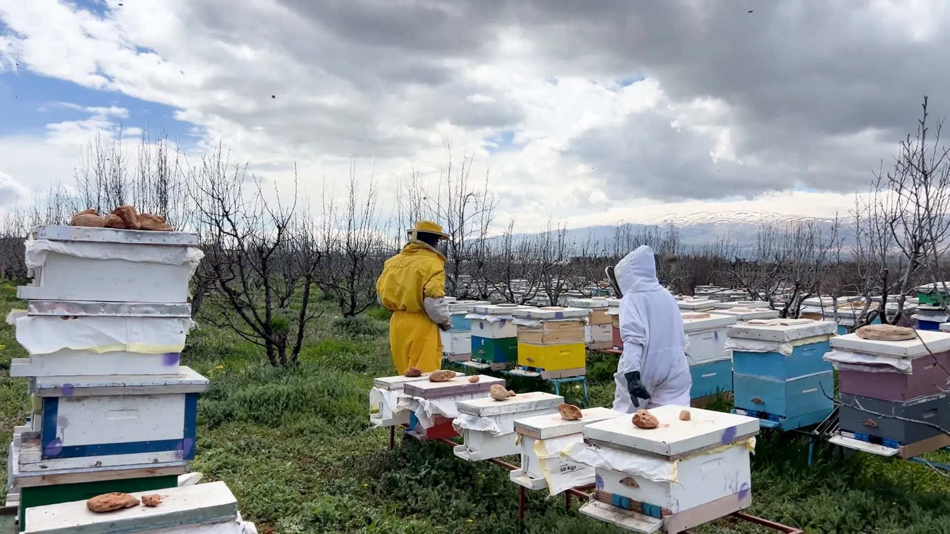 نحالو لبنان يحصون خسائر الحرب بعد النزوح القسري