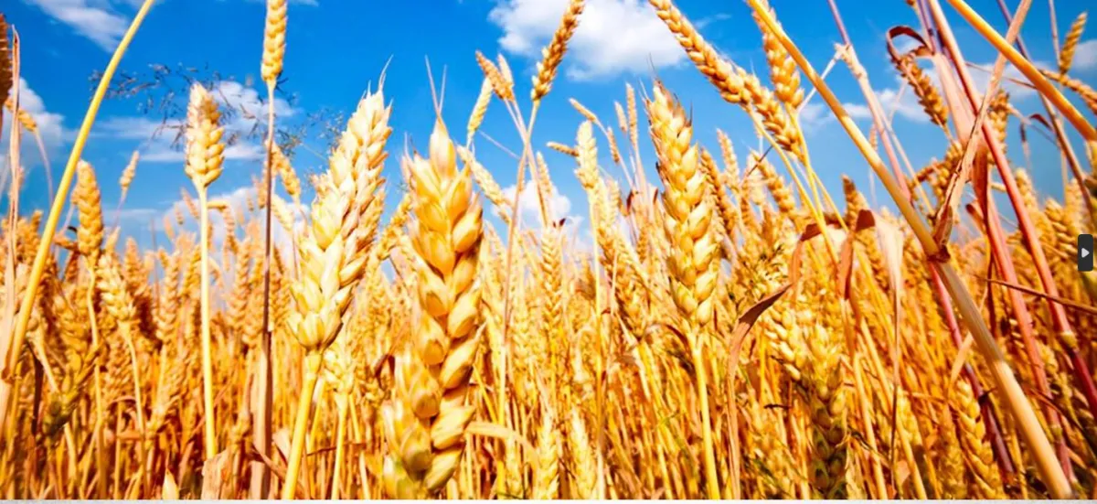 مصر تضاعف احتياجاتها من القمح المحلي وسط أزمات سلاسل الإمداد