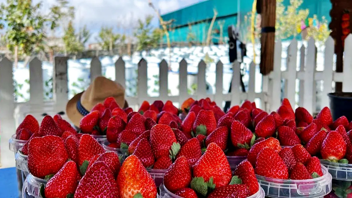 السعودية تعزز منظومة الامن الغذائي والاستدامة تماشيا مع رؤية 2030