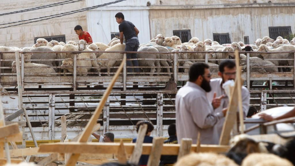 مربو المواشي يتوقعون اسعار اضاحي قريبة من العام الماضي