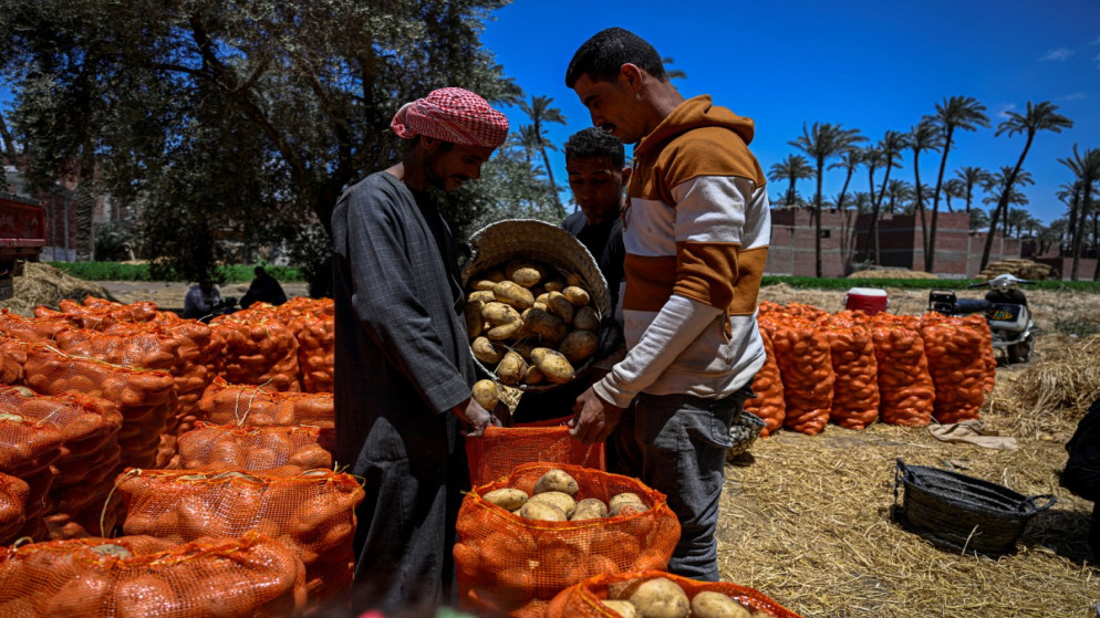 مزارعون بمصر يقلصون إنتاجهم بسبب ارتفاع تكاليف الأسمدة والطاقة