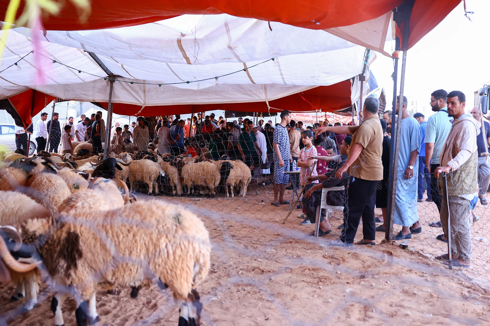 اسعار الاضاحي تقفز في ليبيا وتثير قلق المواطنين