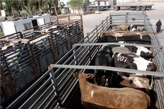 الاردن للعراق : لن نعيد شحنة العجول للاردن