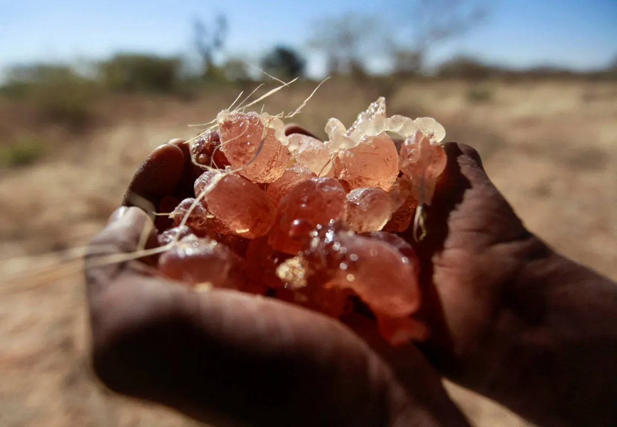 انهيار انتاج الصمغ العربي في السودان بسبب الحرب
