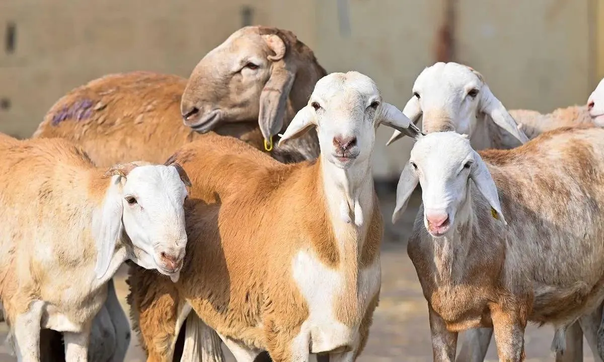 استيراد المواشي في السعودية.. هل ينهي ارتفاع اسعار اللحوم؟